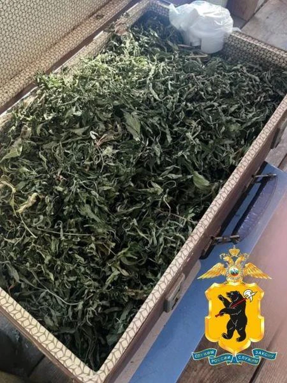 У жителя Ярославской области изъяли более 4 кг наркотика.