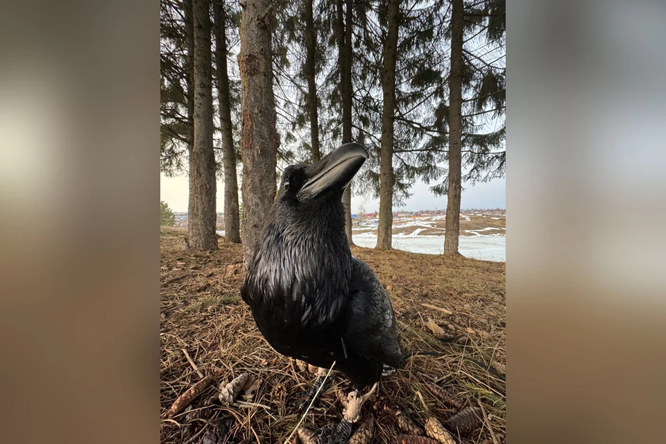 Судя по поведению птицы, Гоша скучает по Александру. Фото: Жизнь вОрона Гоши ВК.