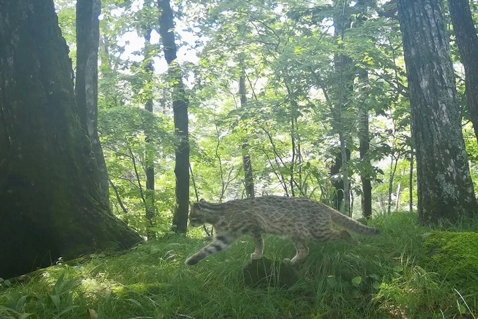 Дальневосточный лесной кот попал в объектив камеры в Приморье Фото: ФГБУ «Земля леопарда»