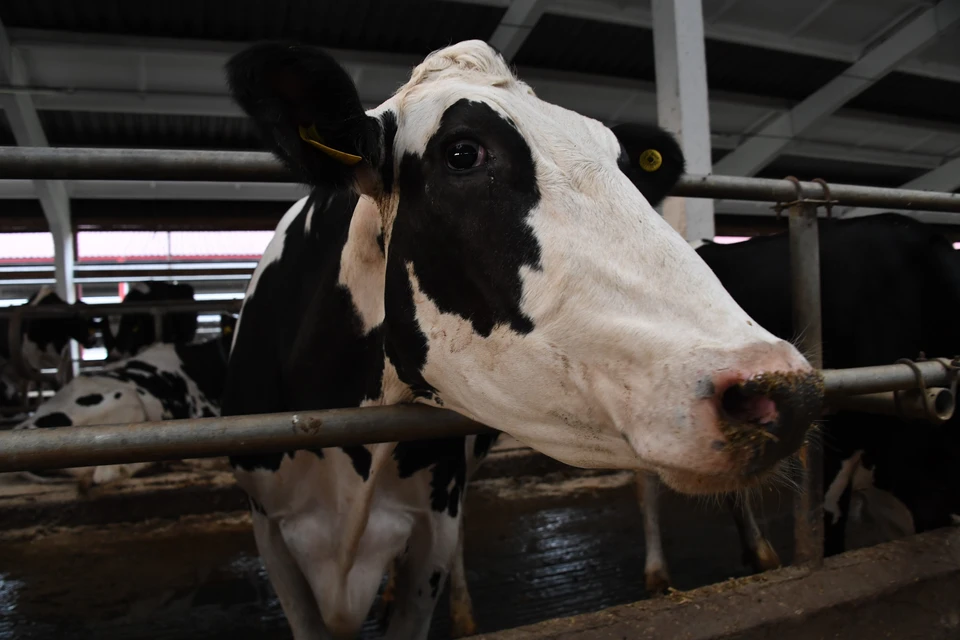 Пермский край планирует нарастить производство молока и молочной продукции на 25%
