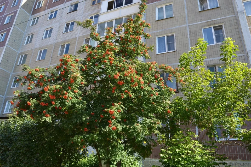 Бабье лето задержится в регионе на выходные
