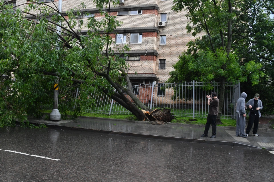 Даже здоровое с виду дерево может представлять опасность