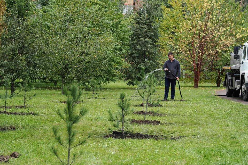 В Красноярске в парке 400-летия города высадили 30 кедров. Фото: Вадим Серебреников