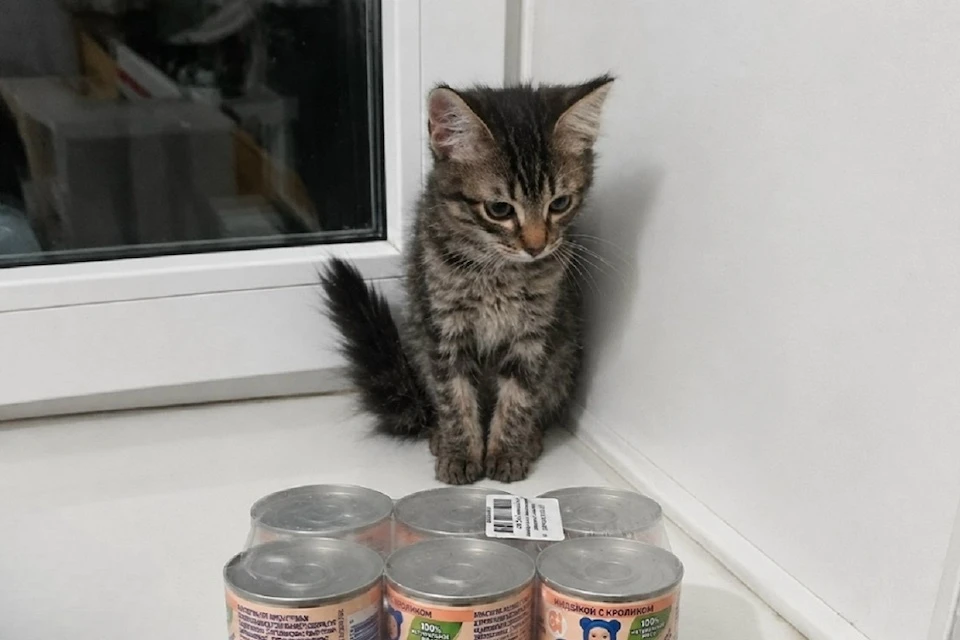 Котенка Бельчонка кормят жидким питанием строго в вертикальном положении каждые два часа. Фото: tverigrad.ru.
