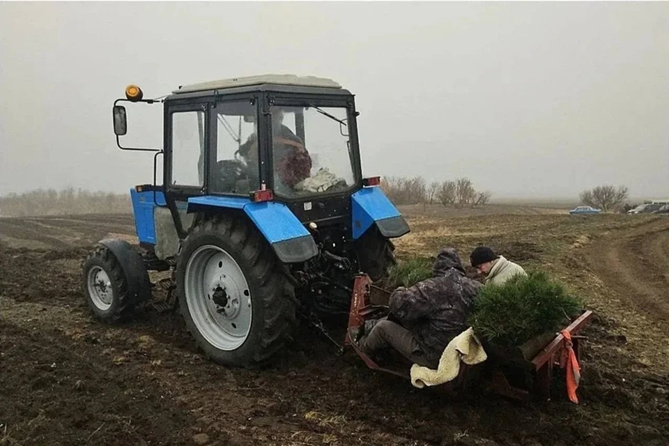 Вся Россия помогает восстанавливать леса ДНР. Фото: ТГ/Пушилин