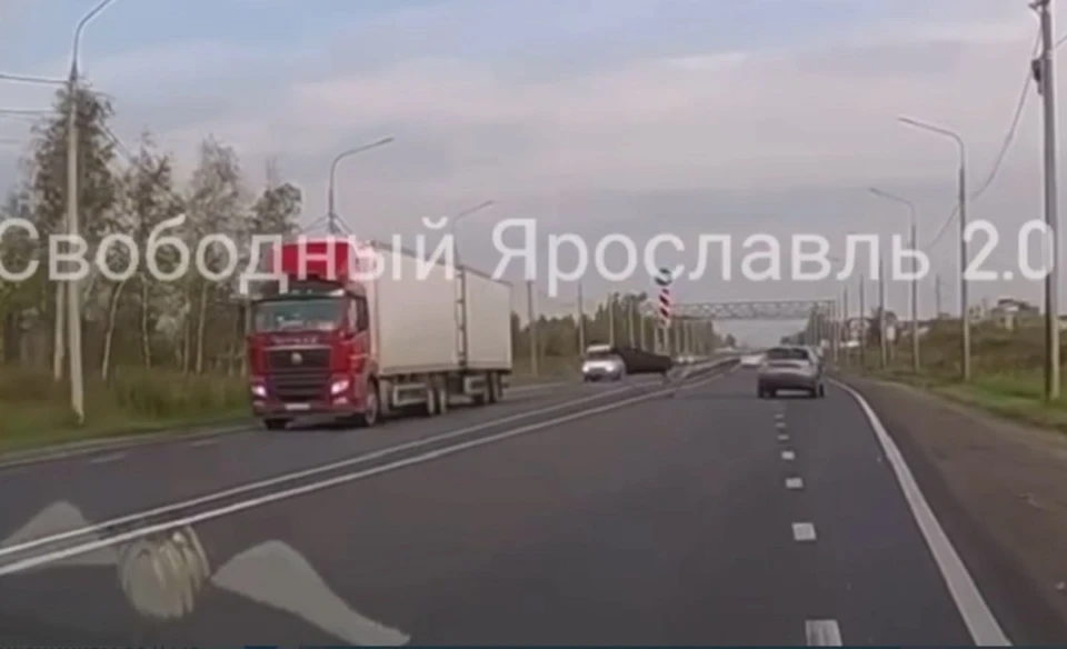 Лось выскочил на трассу. Скрин видео: Свободный Ярославль