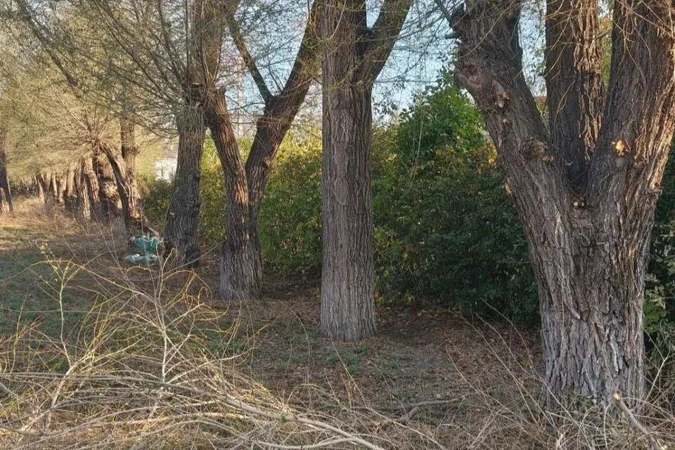 Своевременная обрезка решает сразу несколько задач. Фото: администрация Орска