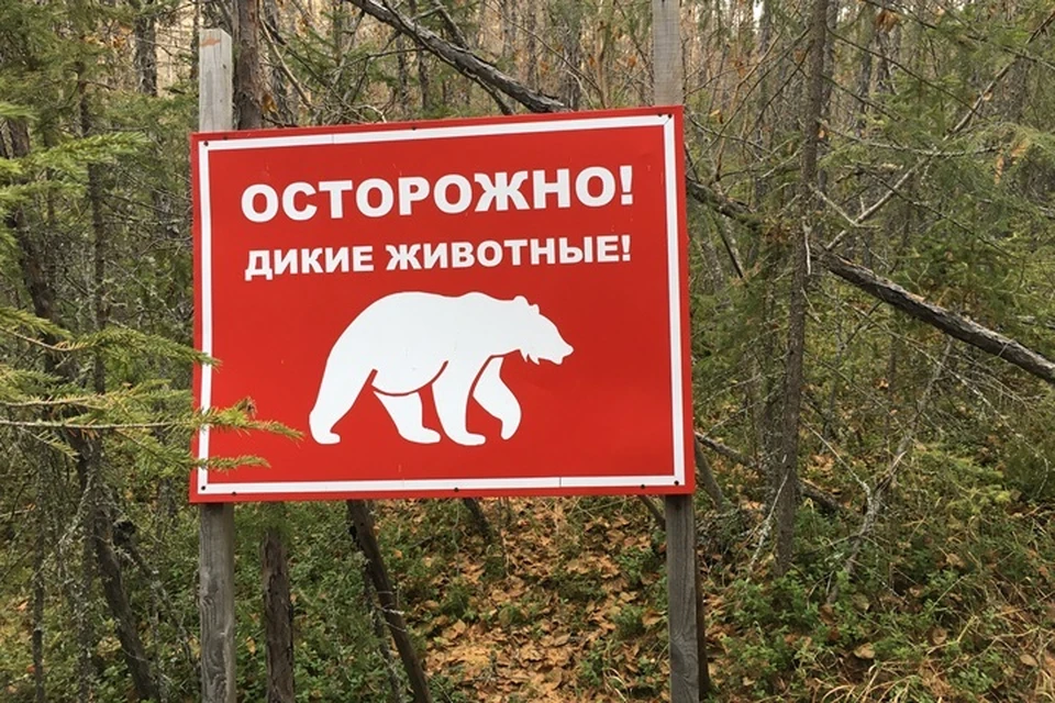 Ранее в Нефтеюганске охотник ликвидировал медведя, который регулярно приходил в город