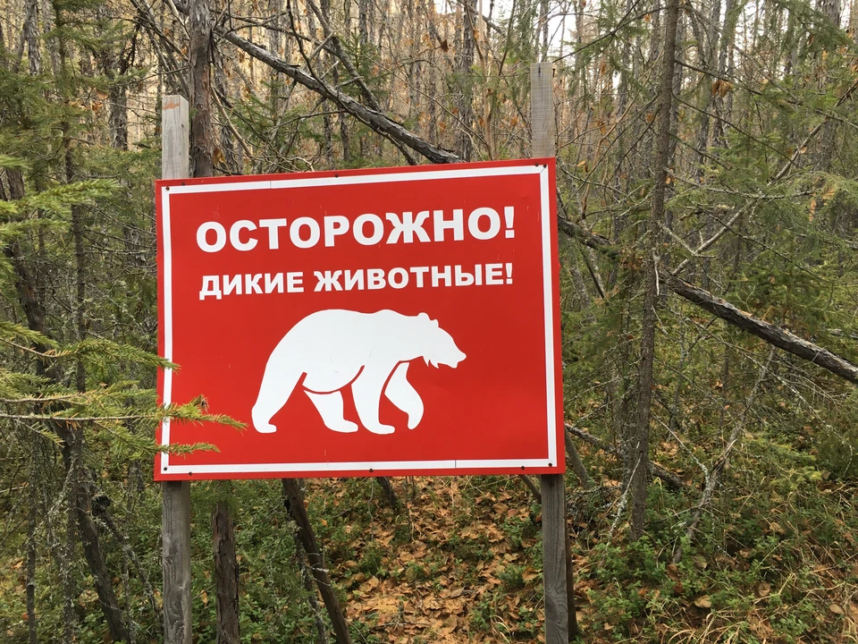 Как избежать встречи с медведем в лесу Фото: Павел КЛОКОВ