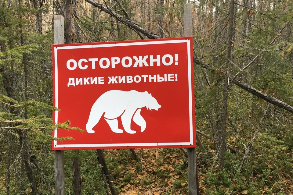 Ученый предложил варианты решения проблемы с медведями.