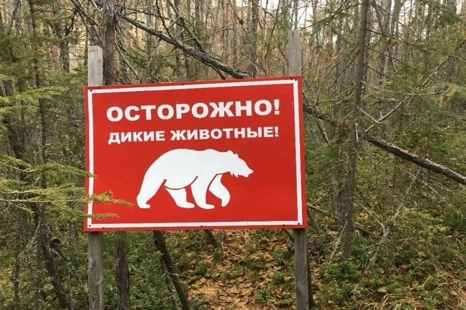 Жители Иркутской области за двое суток 36 раз сообщили о появлении медведей.