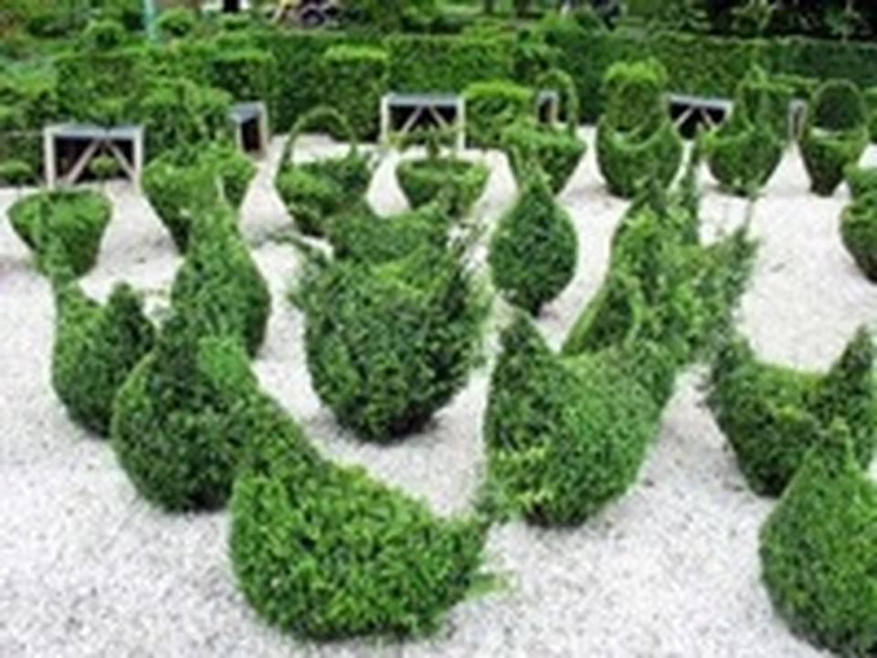 Стрижка Самшита фото 13