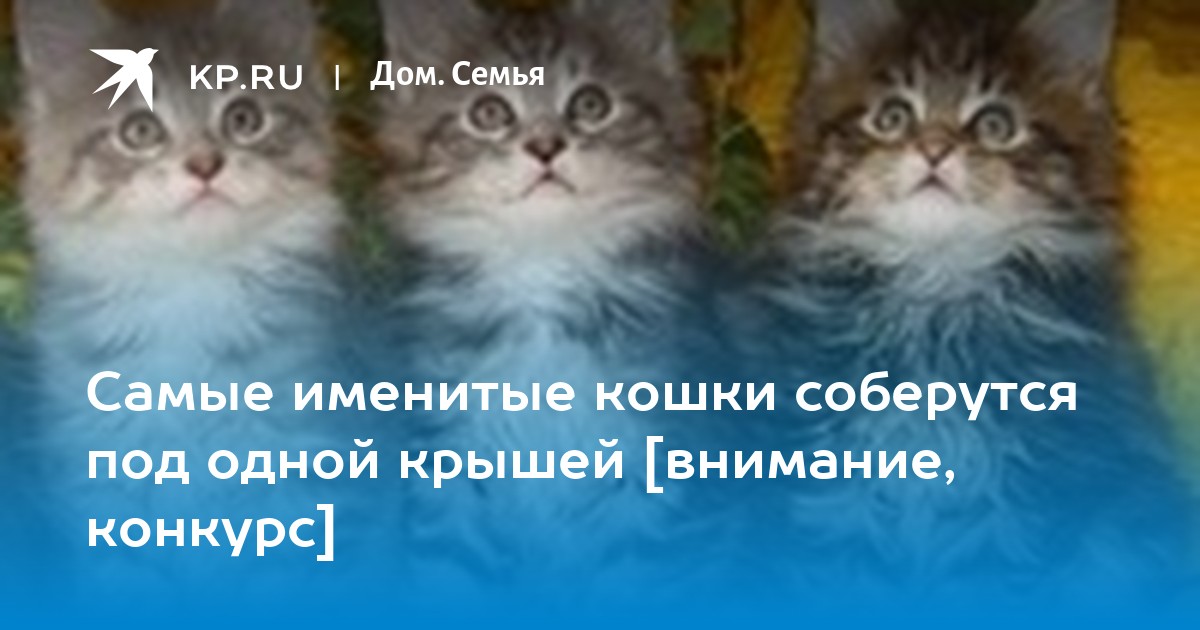 Самые именитые кошки соберутся под одной крышей [внимание, конкурс] - KP.RU