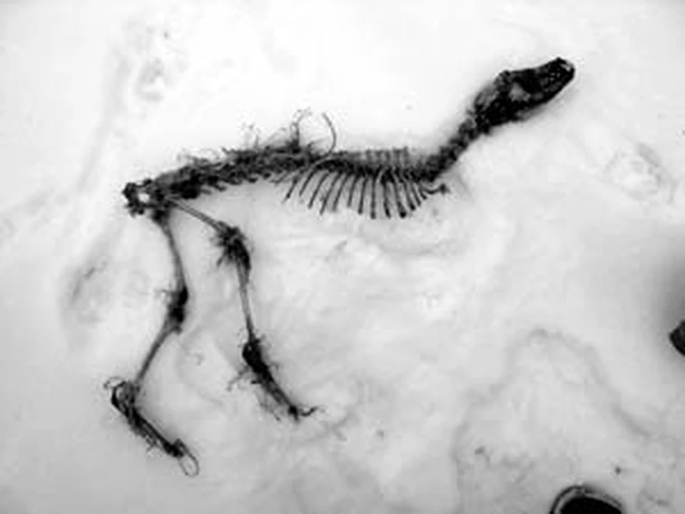 Cкелет, обнаруженный в заснеженном лесу под Нижним Новгородом.