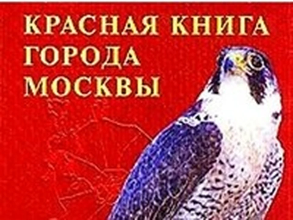 Новая редакция Красной книги Подмосковья увидит свет в 2018 году - Новости Рузск