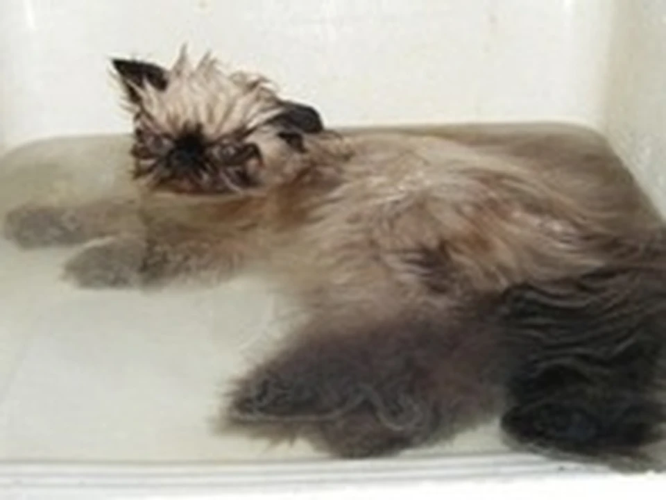 После купания надо. Котенок купается. Мокрый персидский кот. Персидский кот купается. Мытый котенок.