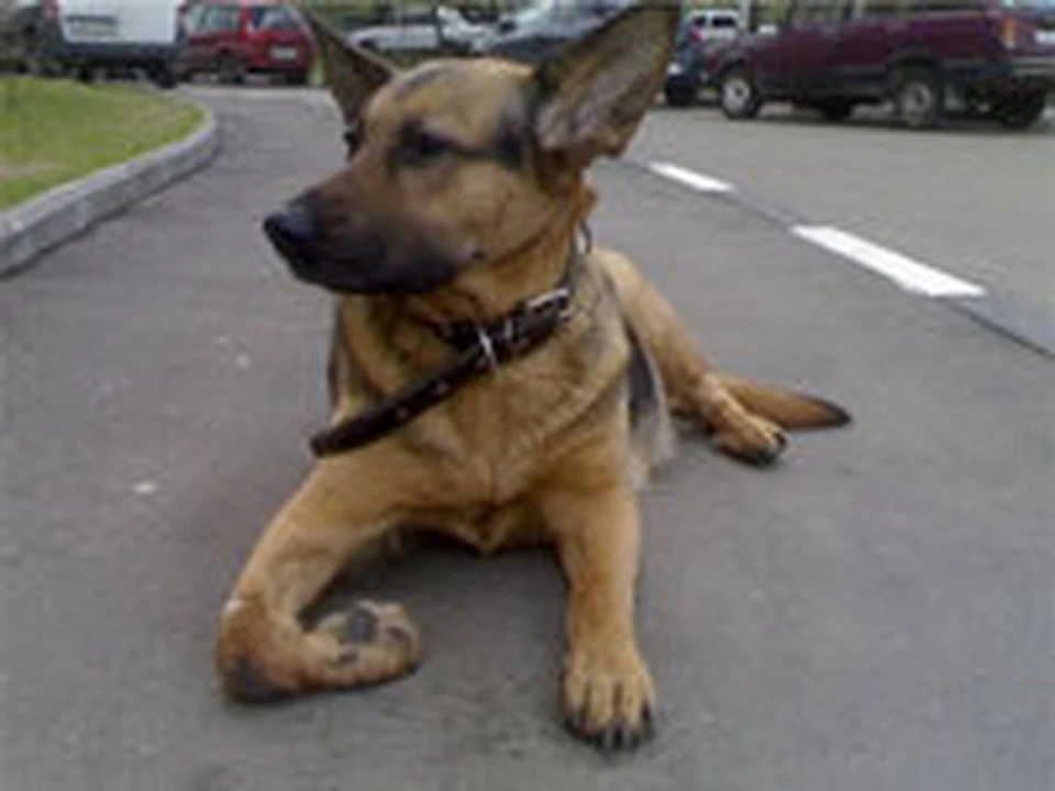 Собаки которые потерялись