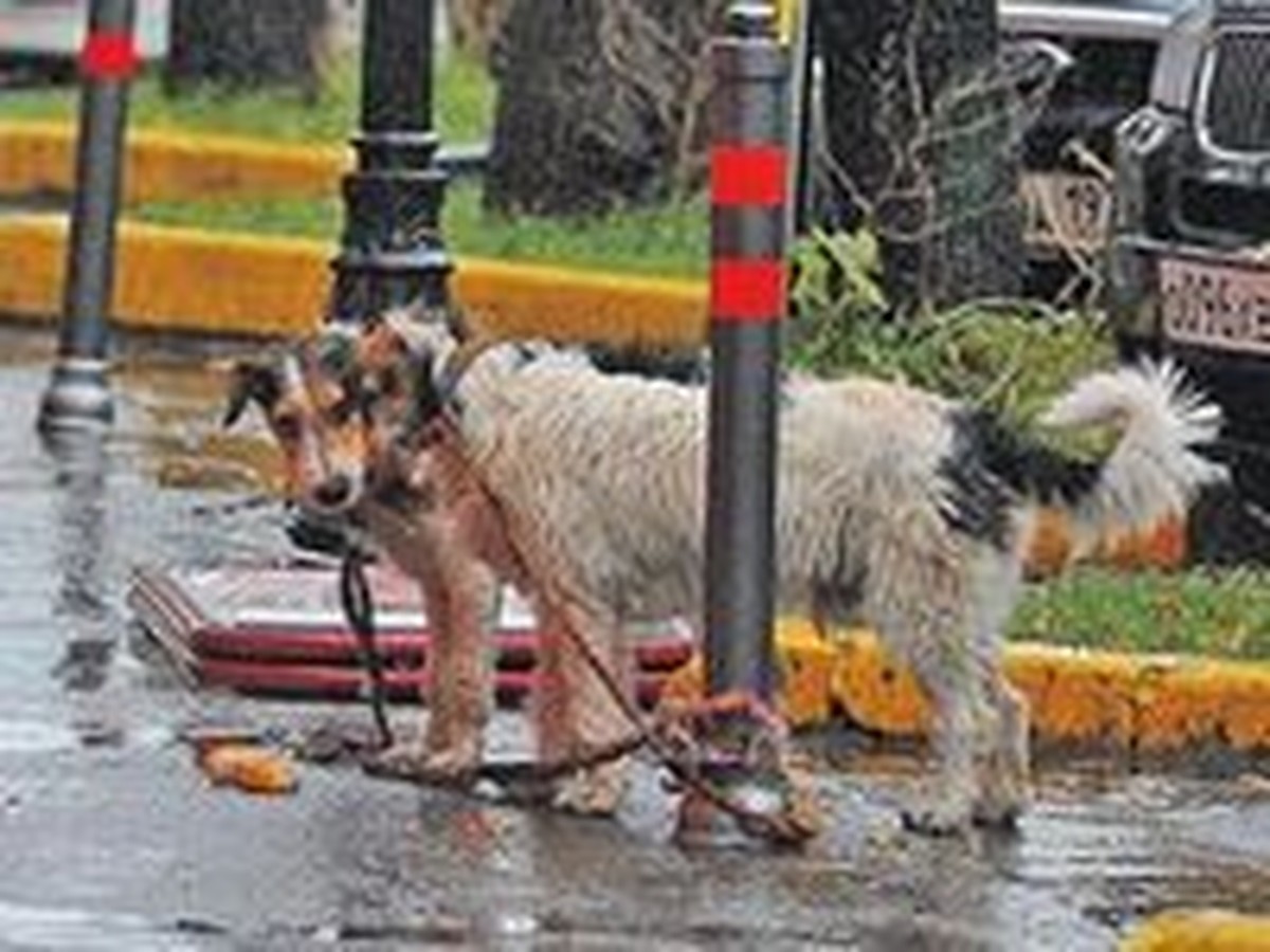 Вчера с раннего утра зарядил промозглый осенний дождь - KP.RU