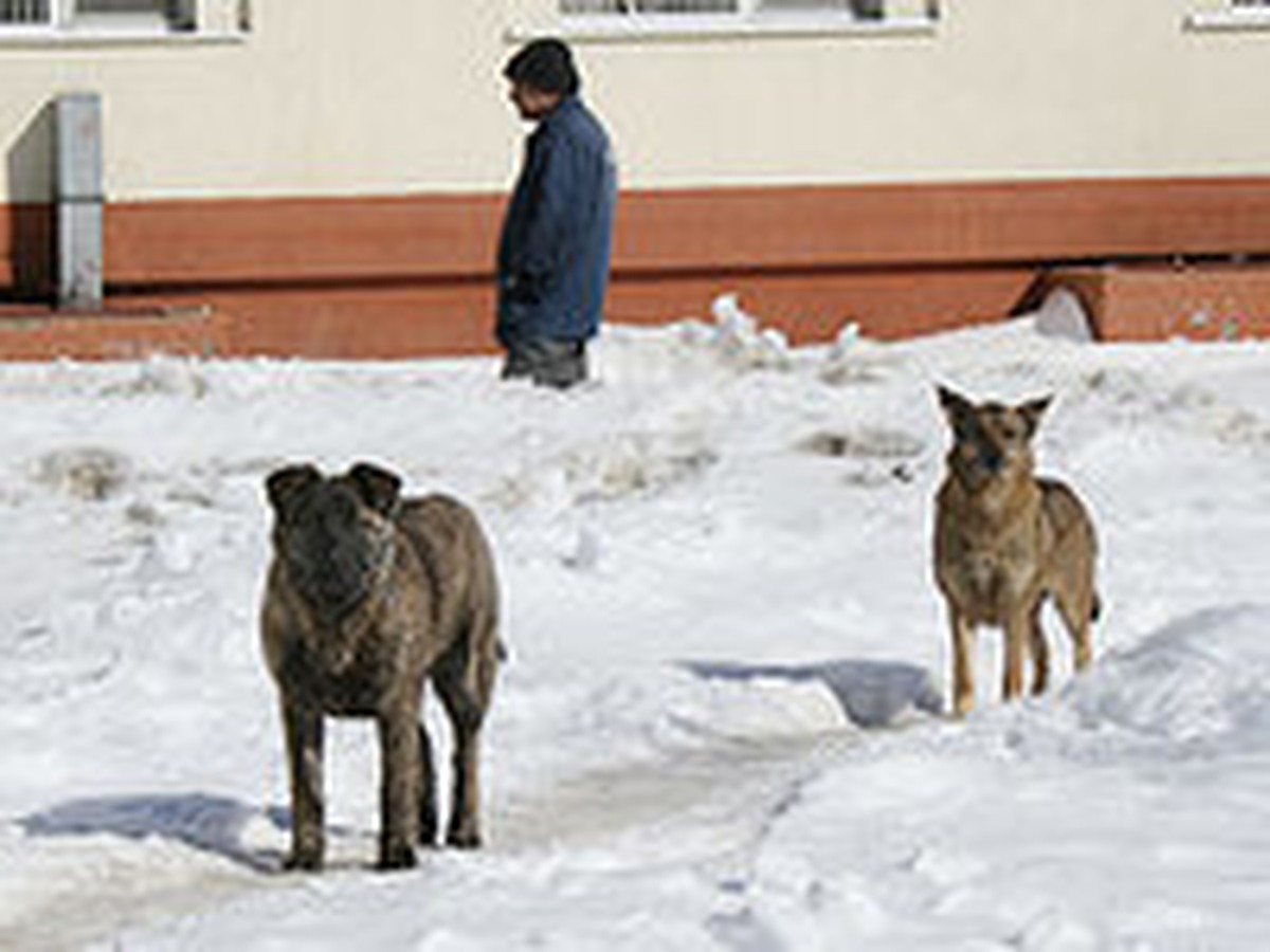 В Саратовской области прохожего заживо загрызла свора собак - KP.RU