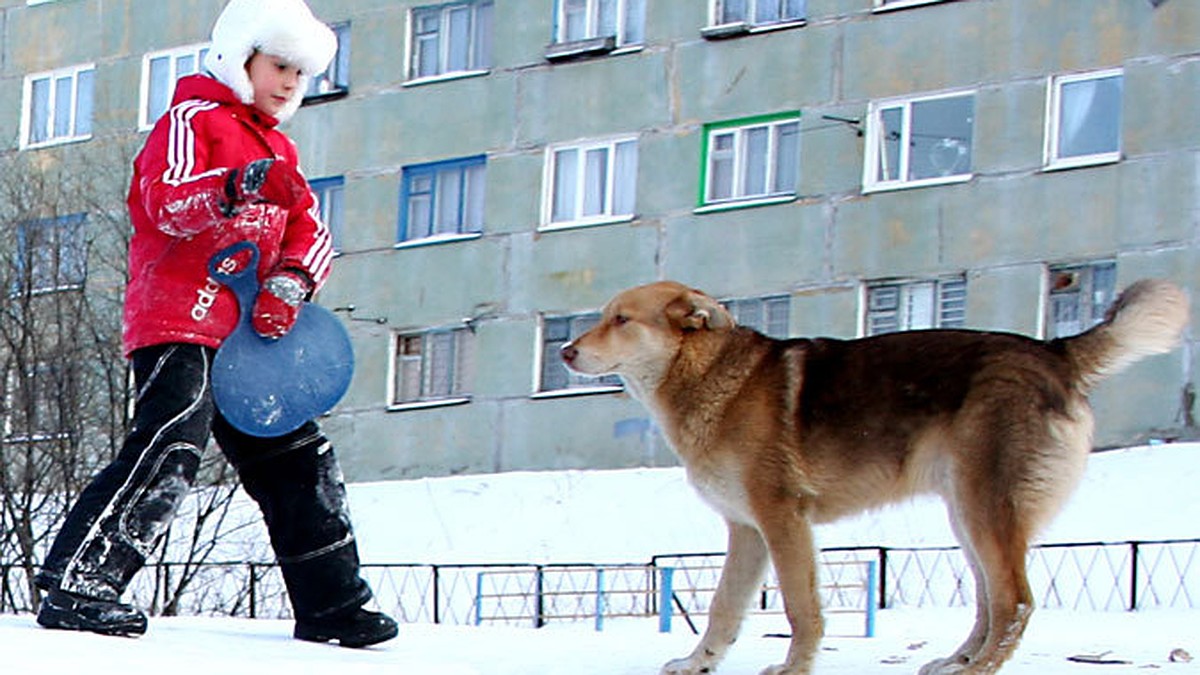 В Мурманске активизировались стаи бродячих собак - KP.RU