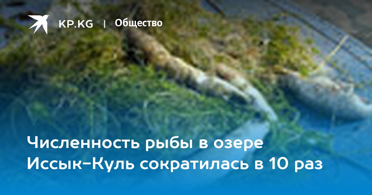 Рыбы Иссык-Куля: какие виды водятся в озере