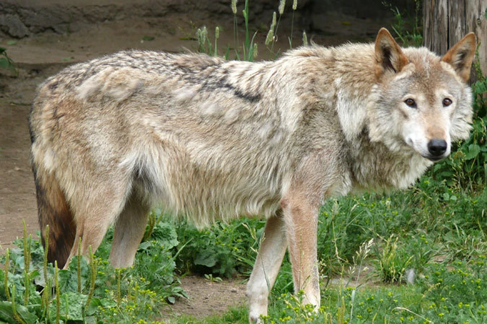 С начала 2 012 года на территории Молдовы  зарегистрировано 80 случаев обнаружения волков.