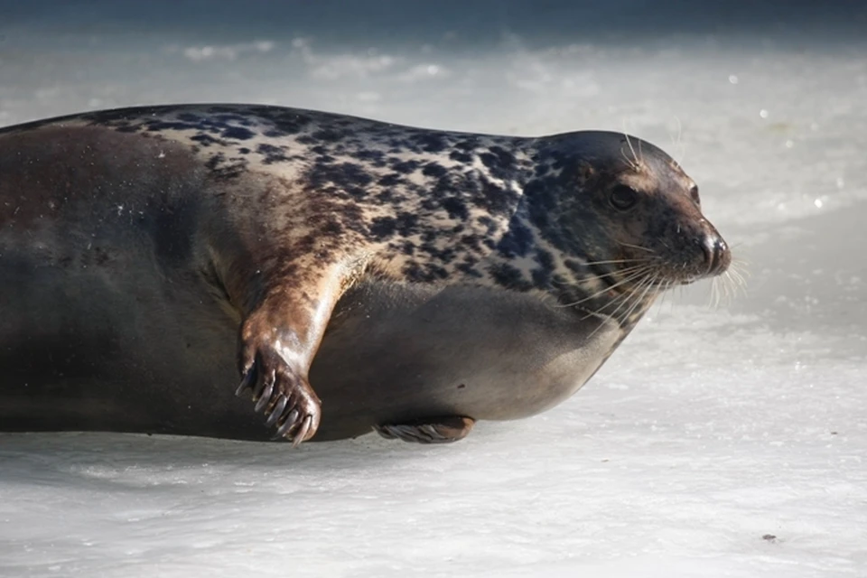 Калининградские ученые решают, как спасти серых тюленей и белых лебедей - KP.RU