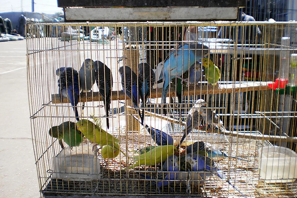 На птичьем рынке Самары карантин по бешенству