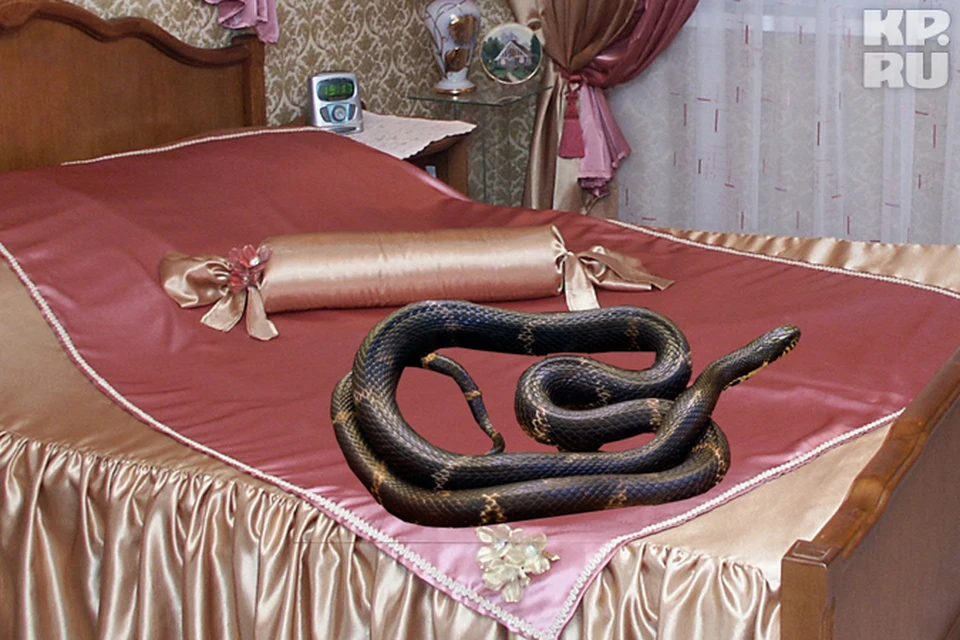 Змеи в Турции в отелях. К чему снится змея мужчине во сне.