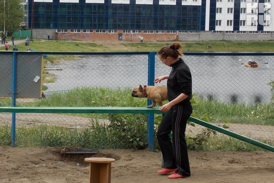 Сознательные граждане выгуливают питомцев в специальных местах.