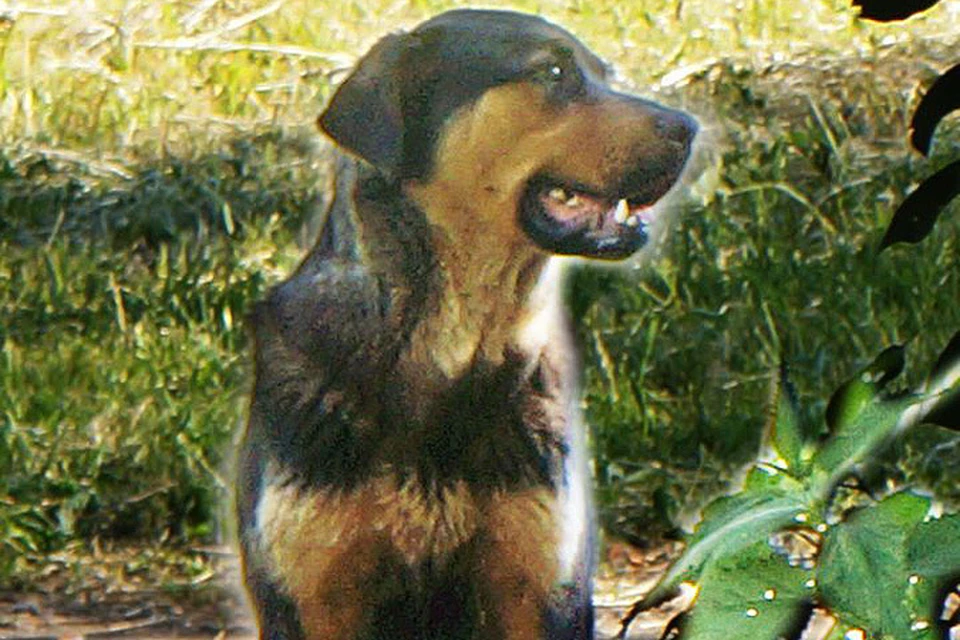 В Челябинской области пес по кличке Грей неделю ждал хозяина Сашу на одном месте