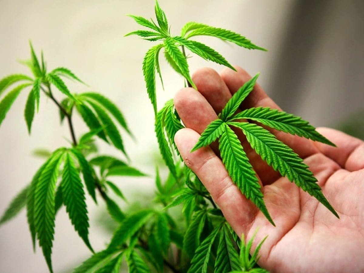 Как добиться легализации марихуаны пожарить коноплю