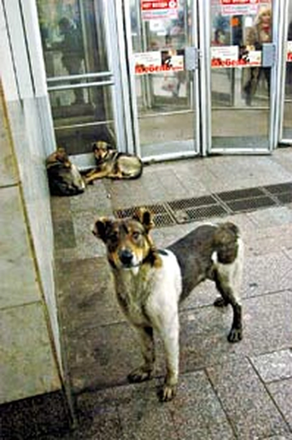 Собаки отлично ориентируются в городе и даже пользуются переходами подземки, чтобы не  перебегать дорогу поверху между колесами машин.