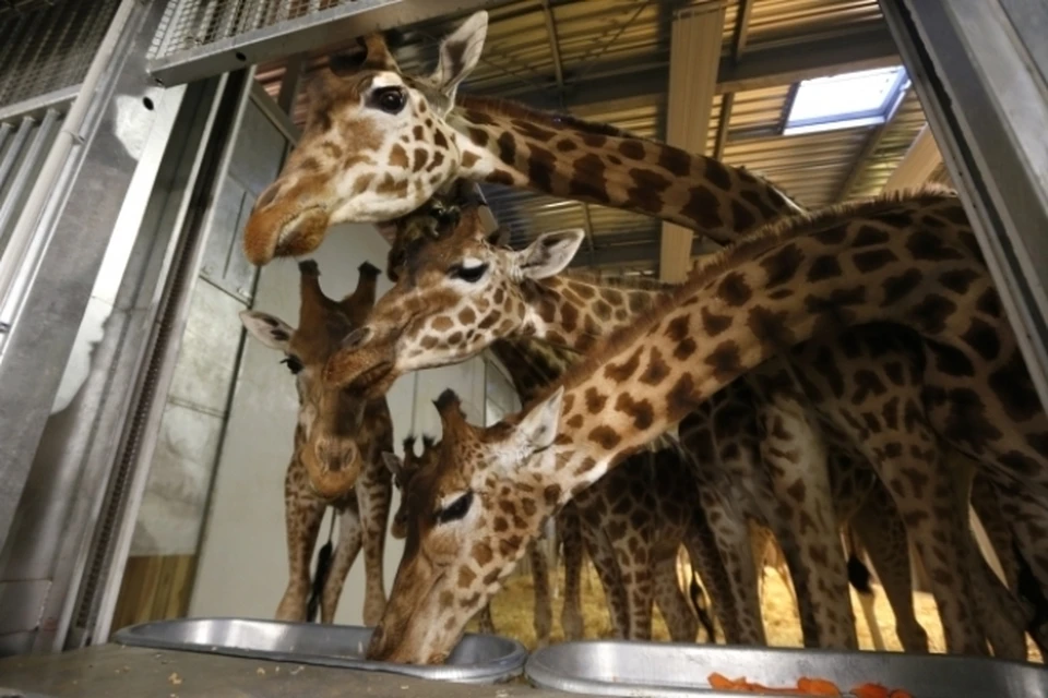 Тысячи людей просят не убивать датского жирафа Мариуса, родившегося от близкого кровосмешения.