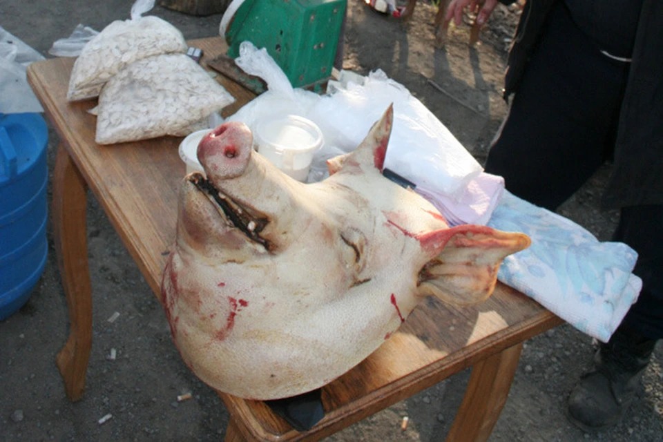 Ученые подтвердили возможность передачи вируса ящура свиньям через импортные зараженные корма