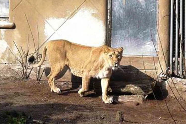 Азиатскому льву в Московском зоопарке показали невесту