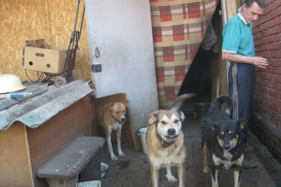 Нижегородский бизнесмен построил дом для тридцати собак.