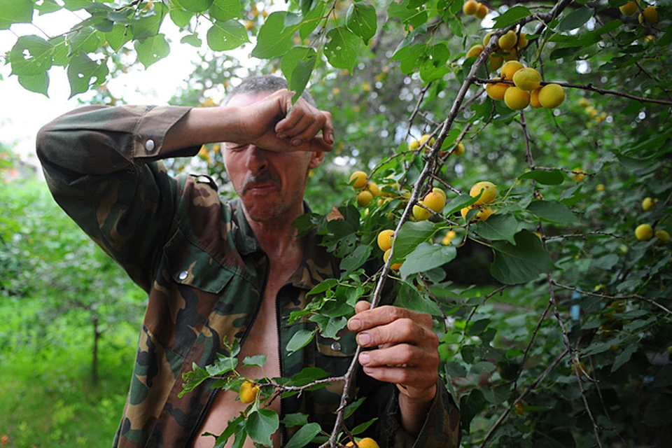 Молдавские абрикосы, отправленные на экспорт, приехали обратно домой