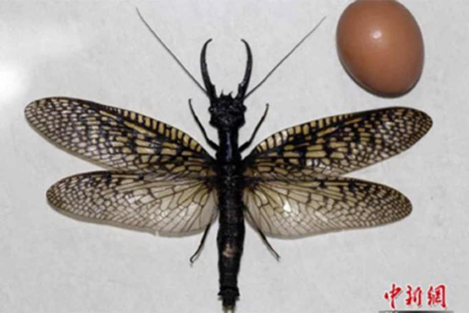 Ученые обнаружили самое большое в мире летающее насекомое