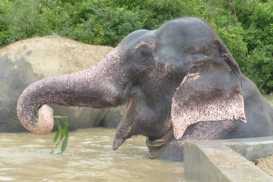 Спасенный от верной гибели слон живет в слоновьем заповеднике в Матуре, на севере Индии, в компании пяти слоних