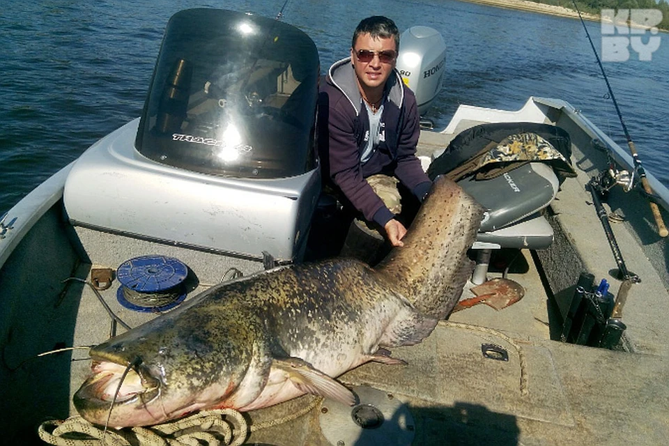 Многие рыбаки хвалят Дмитрия за то, что он не стал убивать сома-великана. Фото: Личный архив
