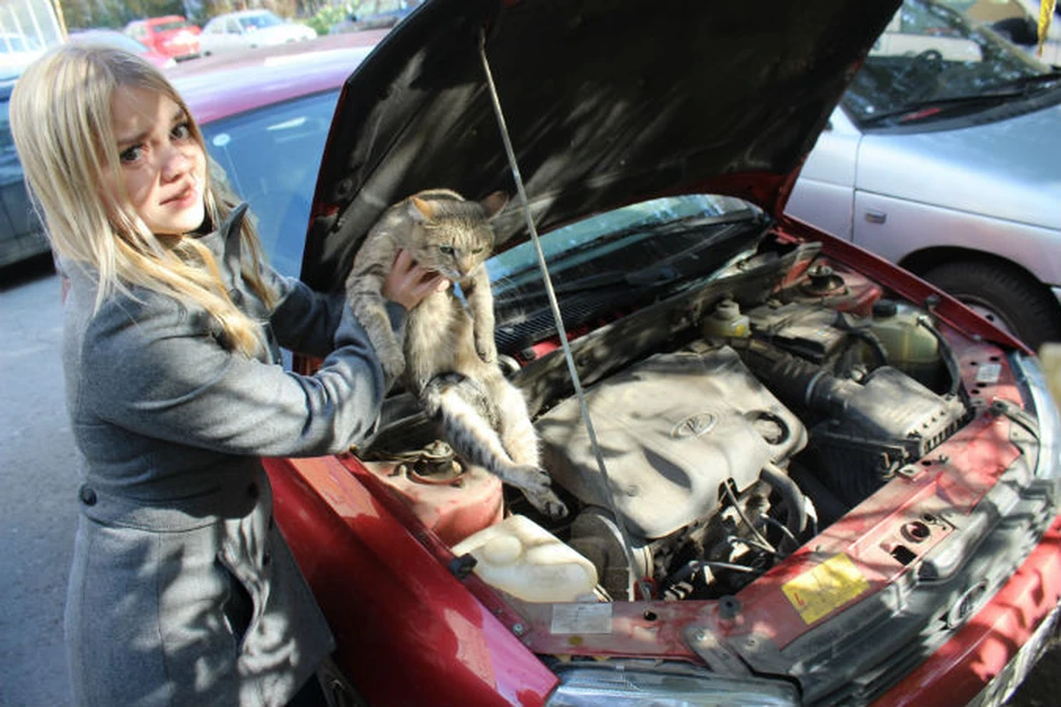 Можно ли завести. Животные под капотом авто. Кошка под капотом авто. Кошка на капоте машины. Животные под машиной.