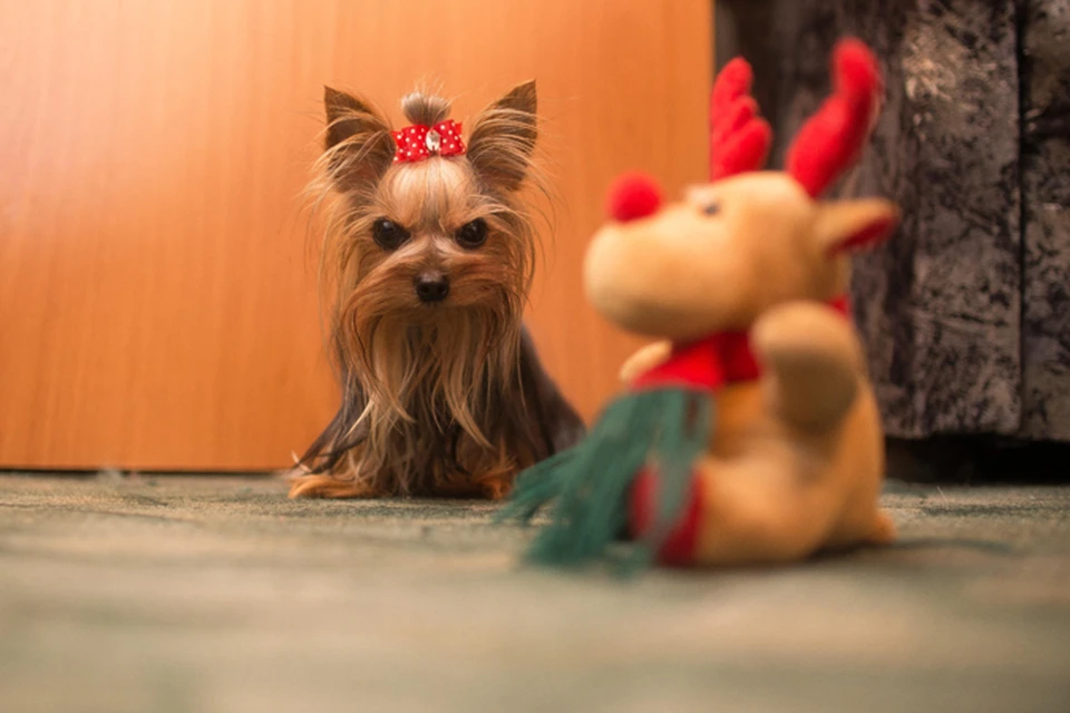 Самая маленькая собака в России живет в Челябинске