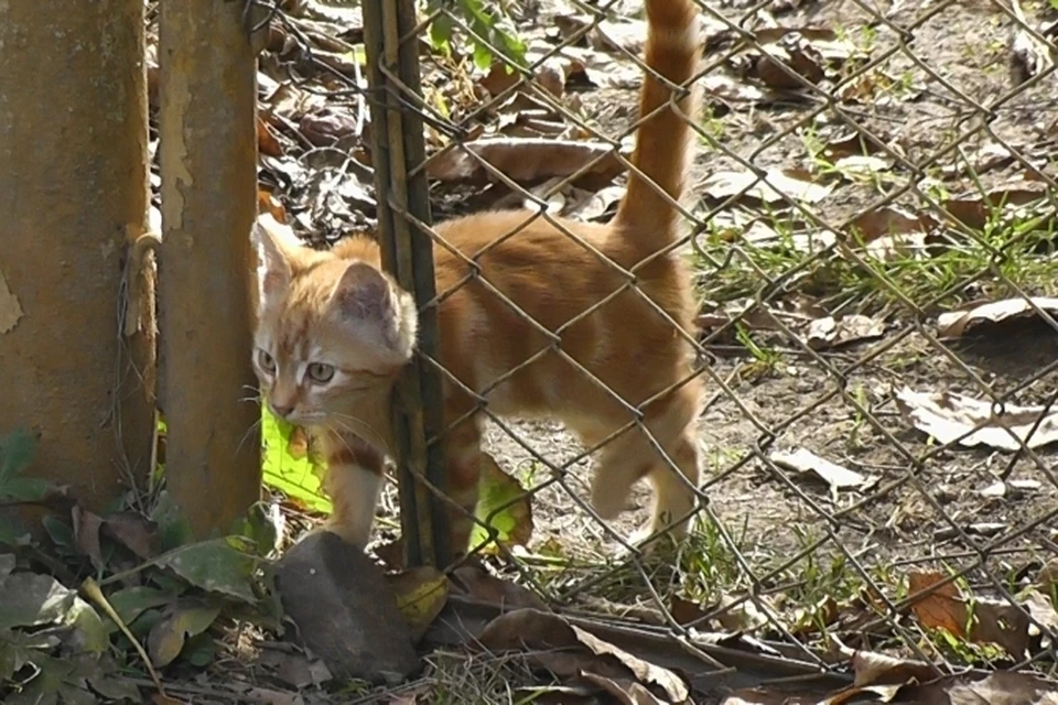 В Ростове безнадзорные животные слишком часто становятся жертвами людей