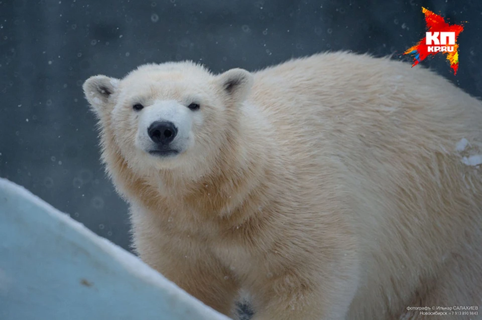 Знаменитостей местного зоопарка - белую медведицу Герду и ее 11-месячную дочку Шилку - разлучили навсегда.