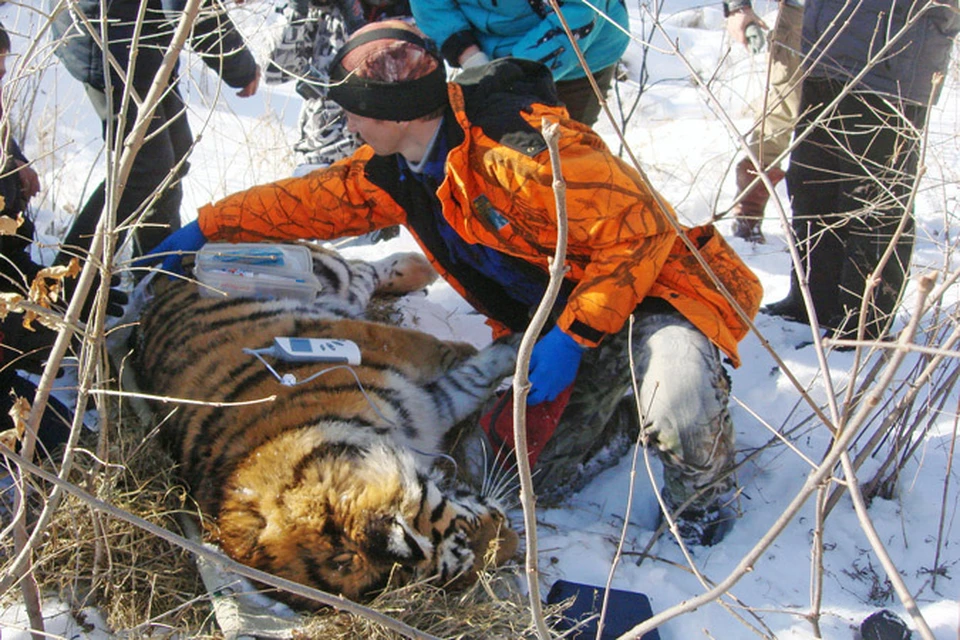 Поймать тигра можно было только одним способом - ввести снотворное. Фото  специнспекции "Тигр"