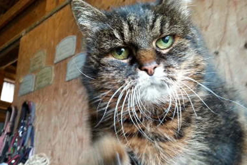 Аза Викберг из шведского городка Кальскога считает, что ее кошка Миссан может претендовать на попадание в Книгу рекордов Гиннесса как самая старая кошка в мире.