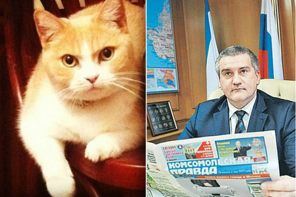 Кот у Главы Крыма появился 4 года назад. Фото: из архива Сергея Аксенова и "КП"