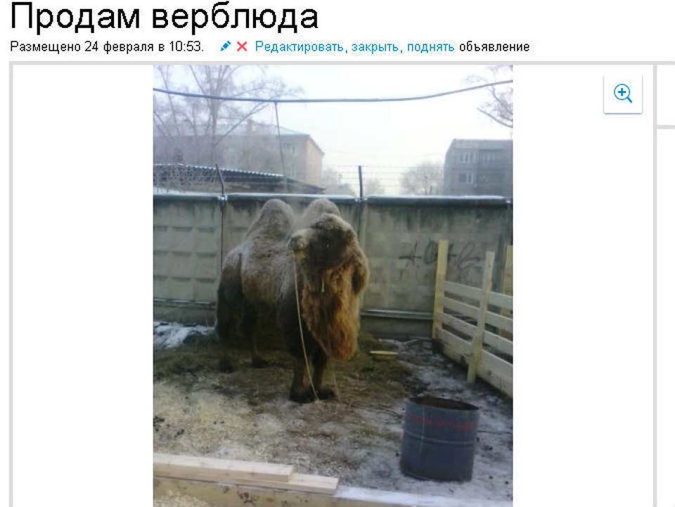 Верблюда выставили на продажу. Фото: avito.ru