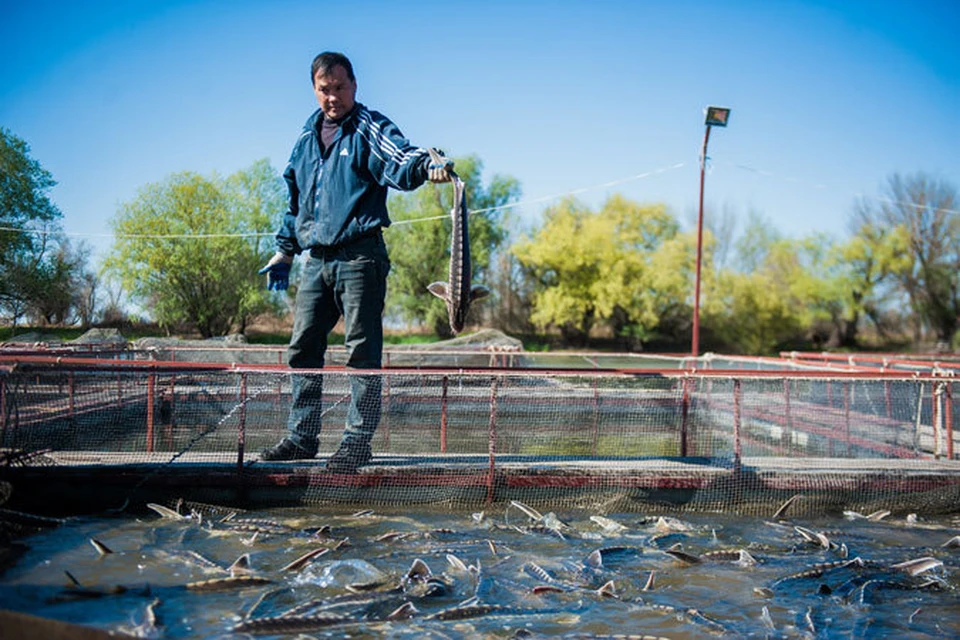 В Астраханской области 18 ферм выращивают осетровых рыб. Стерлядь (на фото) способна  давать икру на пятом году, белуга – на 17-м. Фото: Наталья ПОПОВА